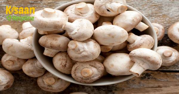 जानिए कैसे हाउस वाइव्स कमाती हैं प्रति सप्ताह 10000 मशरूम की खेती के माध्यम से जानिए कैसे हाउस वाइव्स कमाती हैं प्रति सप्ताह 10000 मशरूम की खेती के माध्यम से